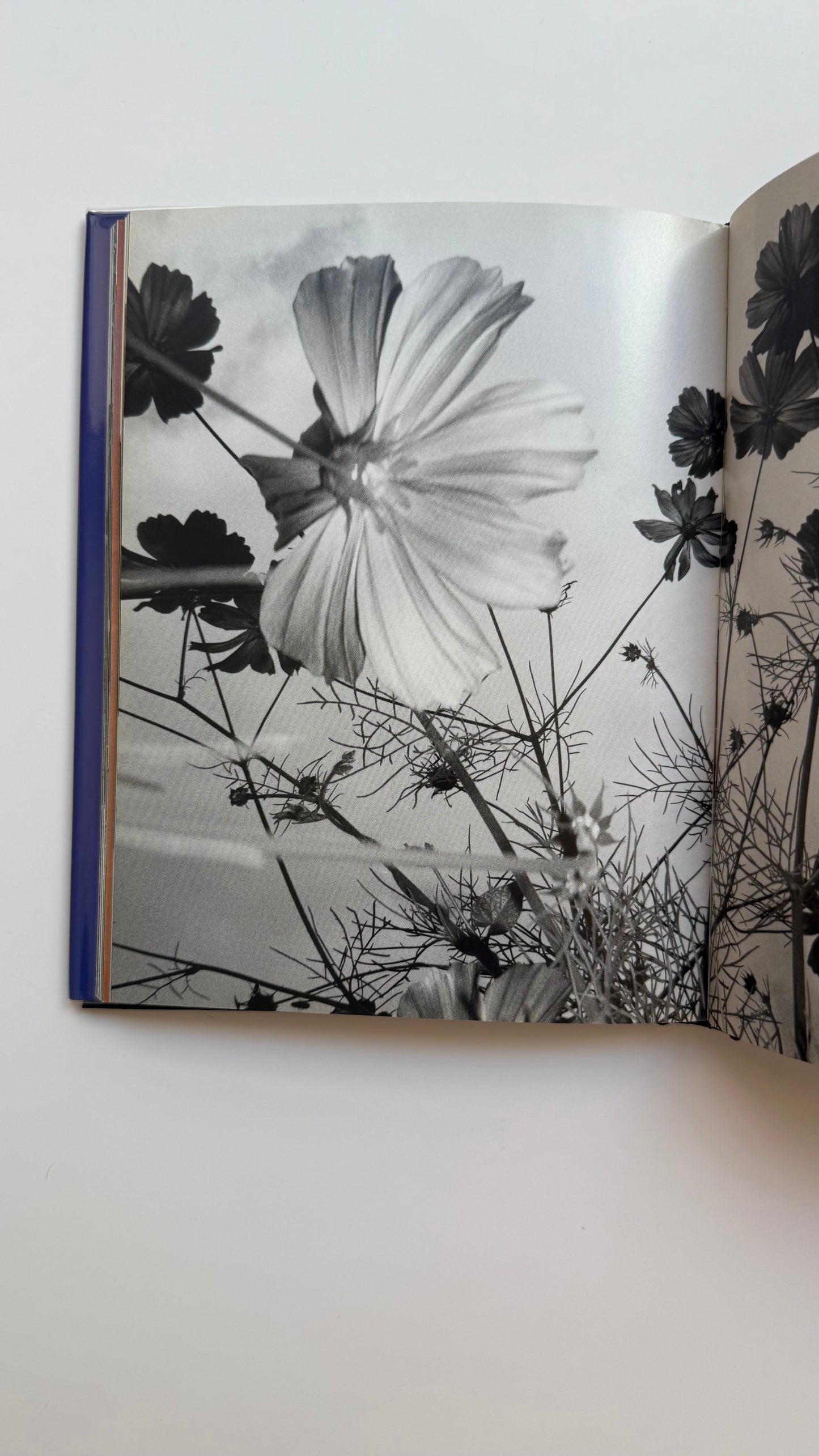Mémoires 1995, Seiichi Furuya