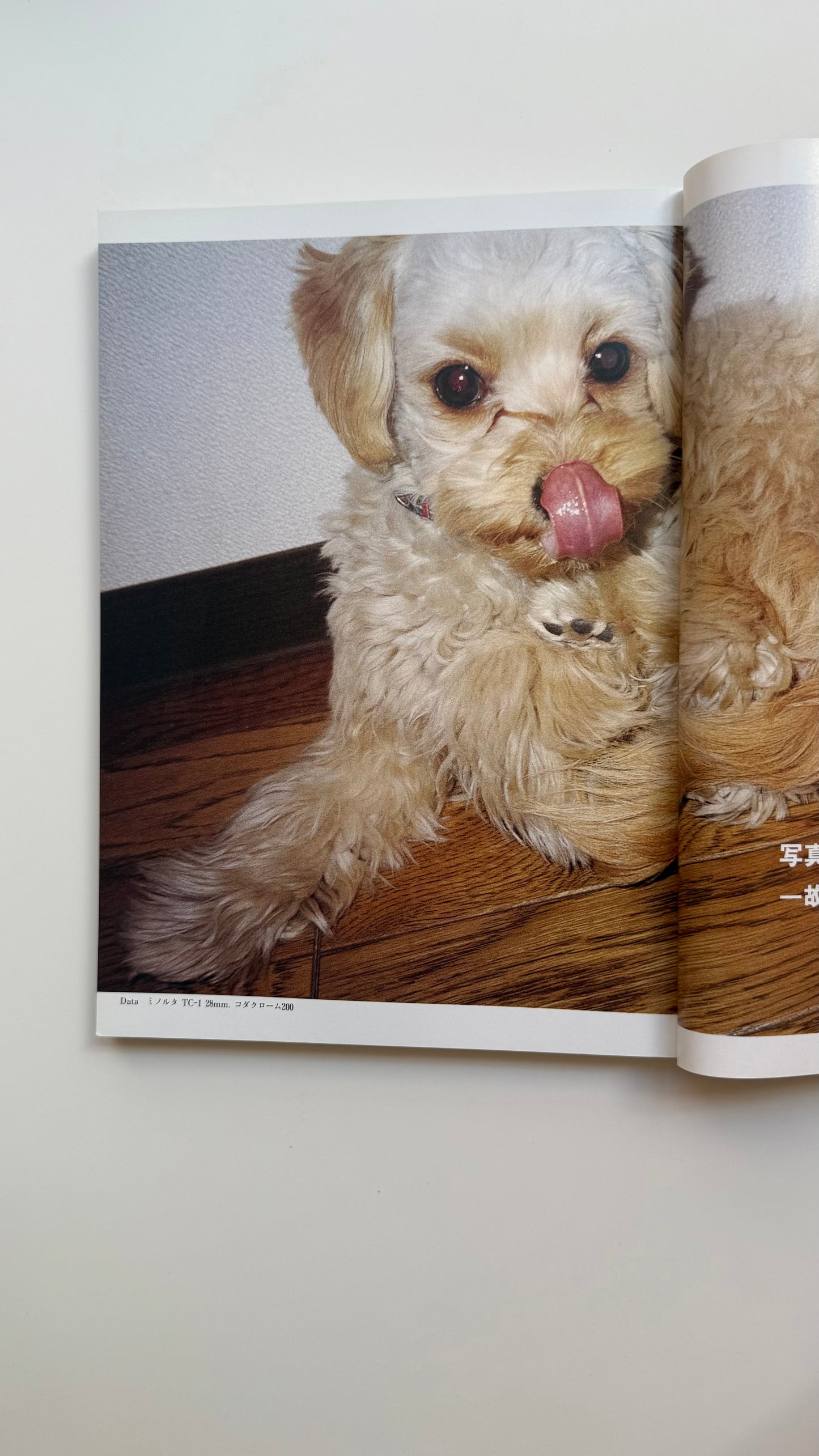 Ura H Honma Camera Big Explosion Issue HOMMA CAMERA, Takashi Homma