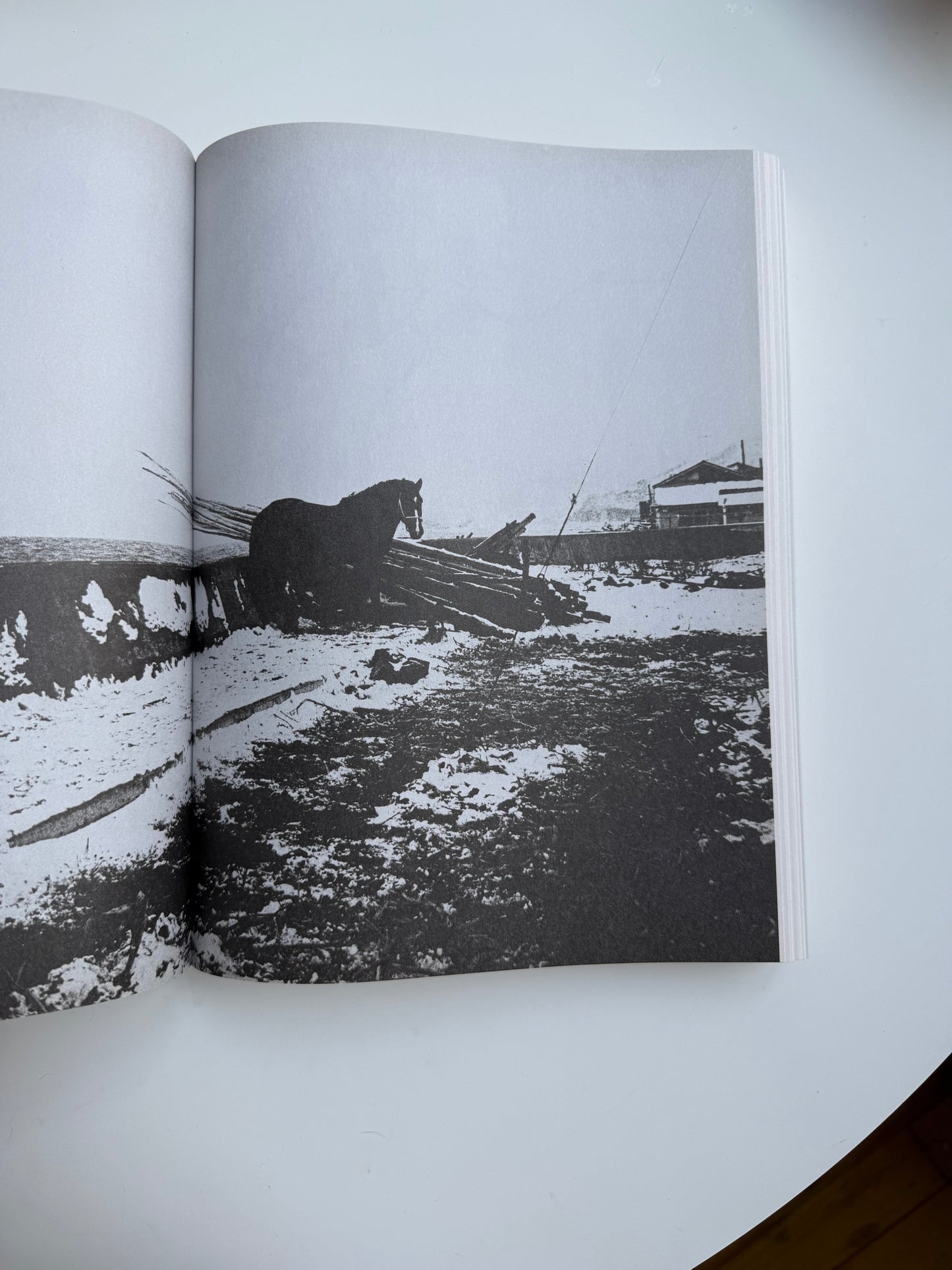 Daido Moriyama, Shashin Jidai 1981 - 1988