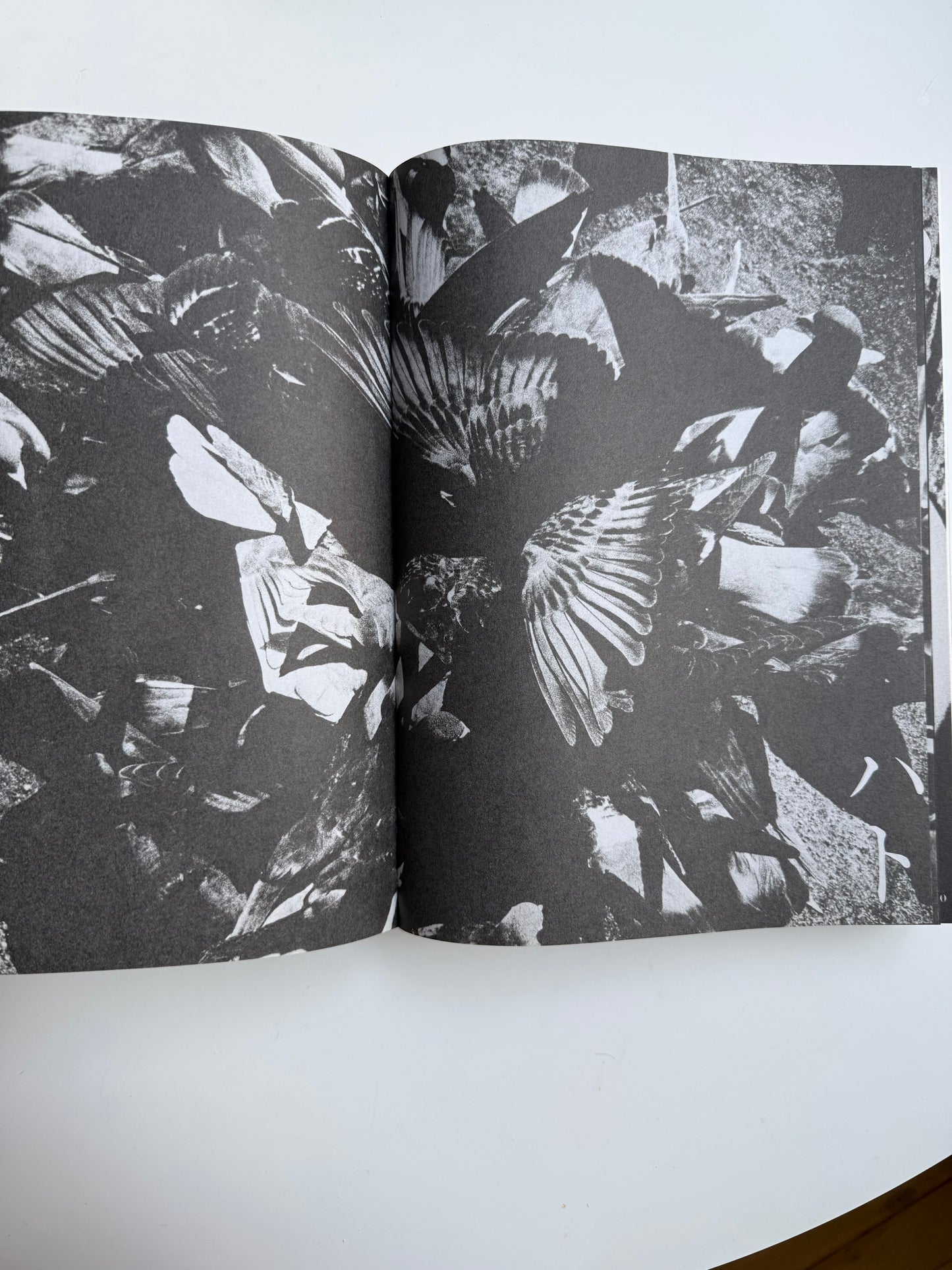 Daido Moriyama, Shashin Jidai 1981 - 1988